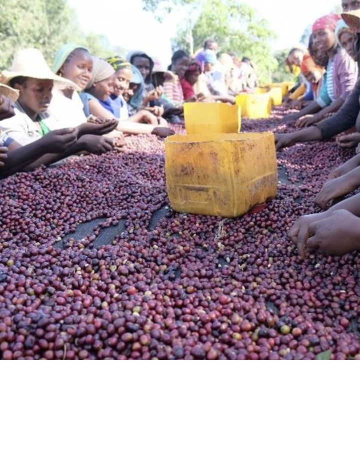 松原大地さん監修！本格派コーヒー豆お取り寄せ5選