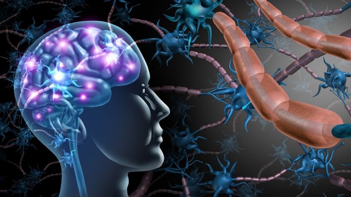 大人の脳は本当に再生しないのか？——長年の議論と挑戦