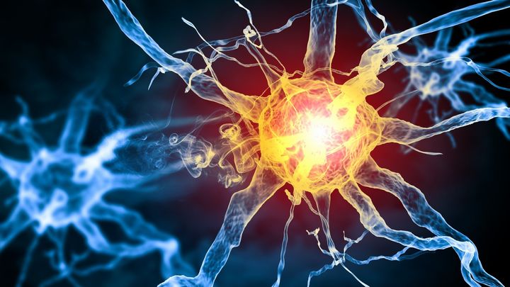 78歳の脳にも新しい神経細胞