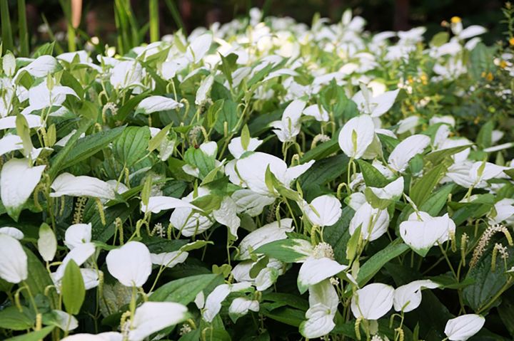 半夏とは別に「半夏生」という植物も存在します。葉の色が変化する時期が半夏生に重なることから名付けられたと言われています。