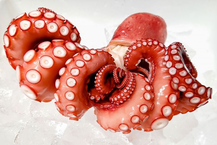 日本近海に60種類ほどのタコが生息し、代表的なのがマダコ（写真）、ミズダコ、イイダコ、ヤナギダコです。