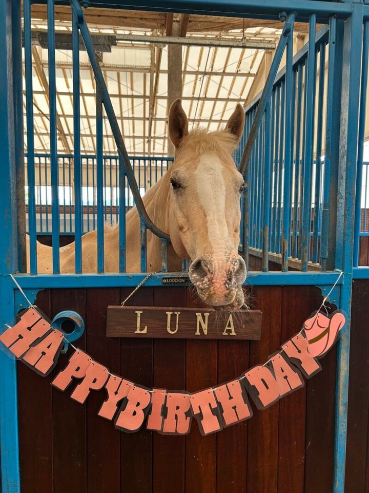 馬との触れ合いもできます