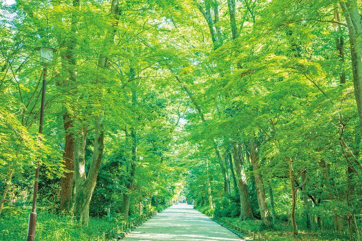 京都よりみちこみち 下鴨本通【前編】