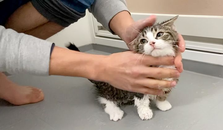 初めてシャンプーした子猫