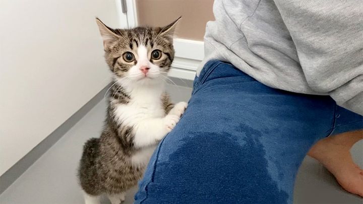 キョロキョロする子猫