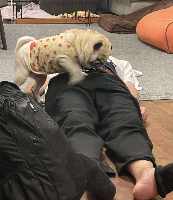 やめてさし上げて...（画像提供：KaKoA（＠KaKoA90764576）さん）