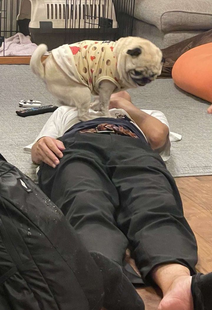 人間のお腹も股間も犬にとっては「ステージ」です パグによる