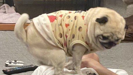 salsation パグが好き様 人間のお腹も股間も犬にとっては「ステージ」です パグによる