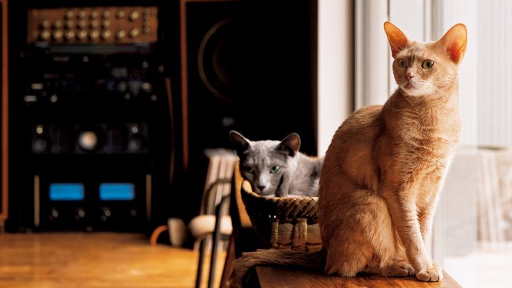 飼い猫のシシとキキ