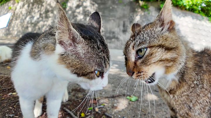 ケンカする猫達