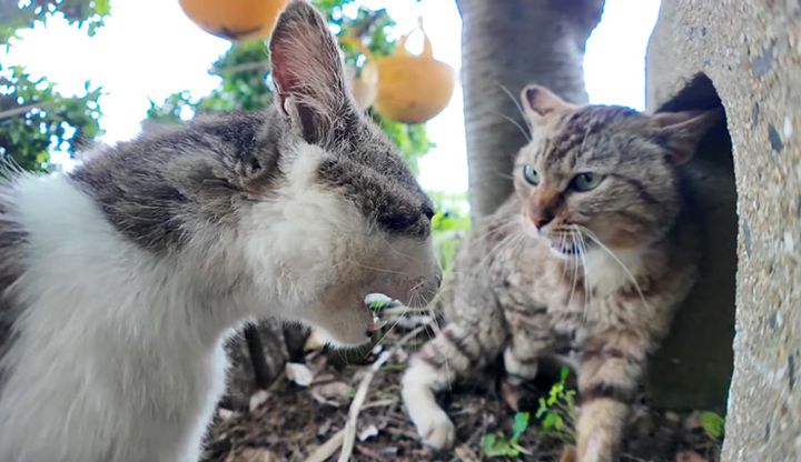 威嚇し合う猫達