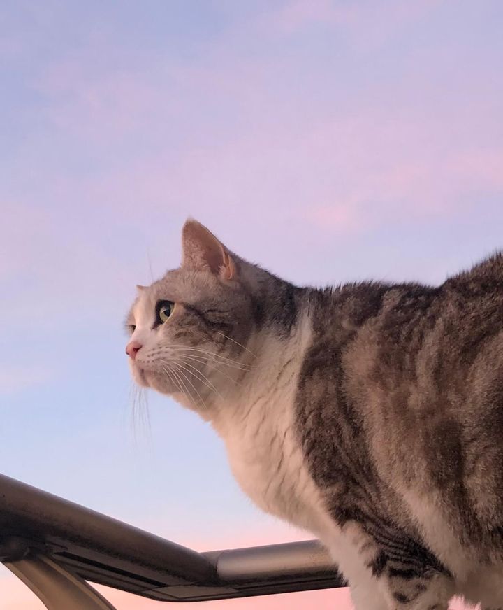 猫のタロウくん