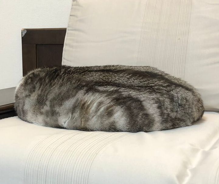 よく見ると猫であることが分かる