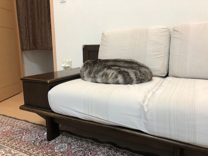 クッションそっくりに擬態している猫ちゃん