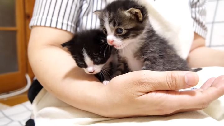 アマの膝の上で遊ぶ子猫達