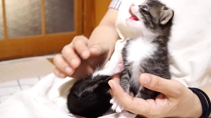 ママにかまって欲しい子猫達