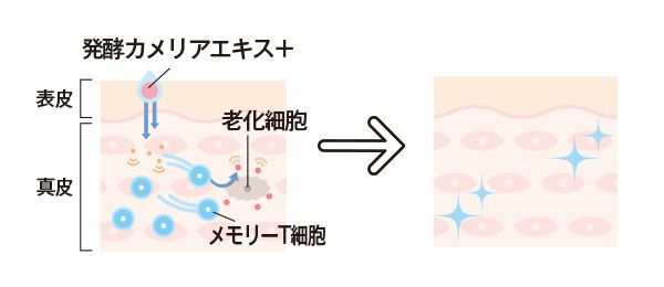 世界初、老化細胞を除去する技術がスゴい！