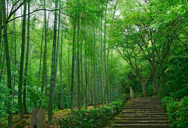 京都の夏を楽しむ♪ 目にも爽やかな青もみじや、涼を呼ぶ京町家の夏のしつらえ