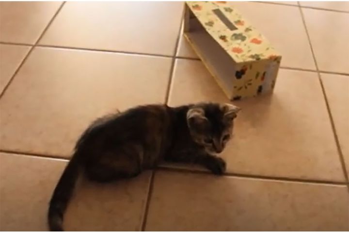 子猫がテンション爆上げする“ある物”とは？