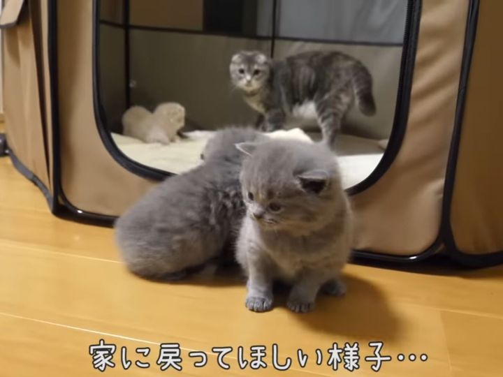 母猫の戦いが始まる…！？