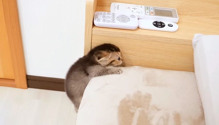 ベッドをよじ登る子猫