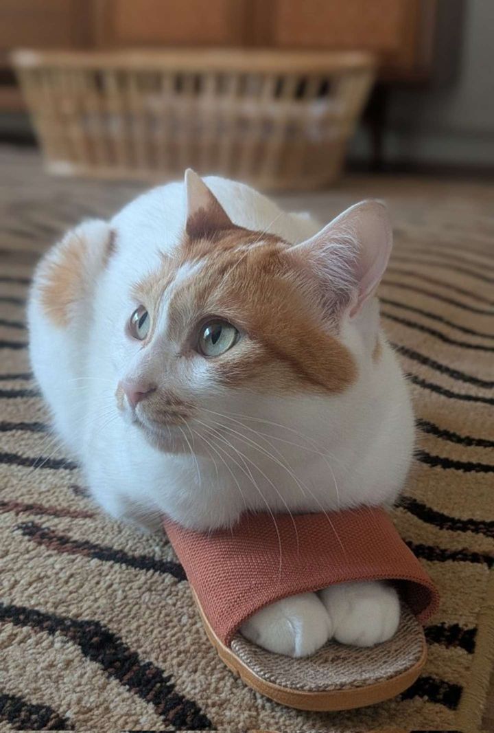 ぴったり（画像は＠GalboAndPuccaさんの投稿より）