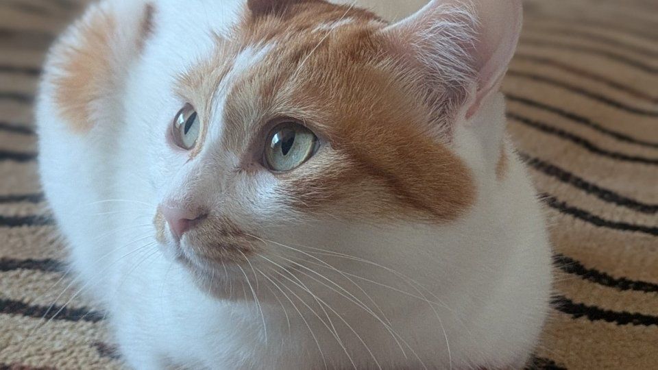長靴をはいた猫〟ならぬ キュートな足元に7.4万人注目