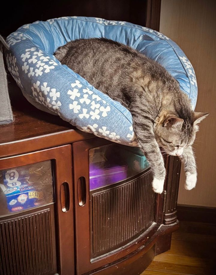 今にも棚からこぼれ落ちそうな体勢のまま眠る猫ちゃん