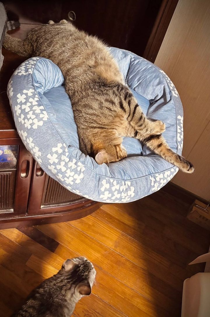 ベッドからこぼれる猫が続出