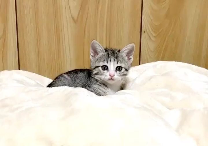 フウちゃんの子猫時代