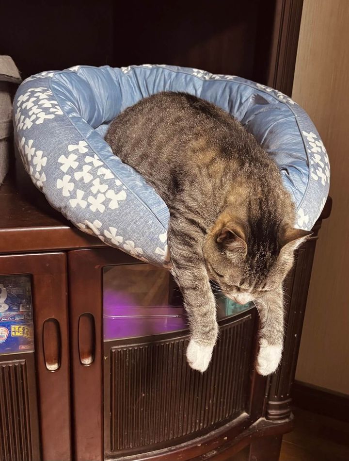 絶妙なバランス感覚でベッドからはみ出したまま眠る猫ちゃん