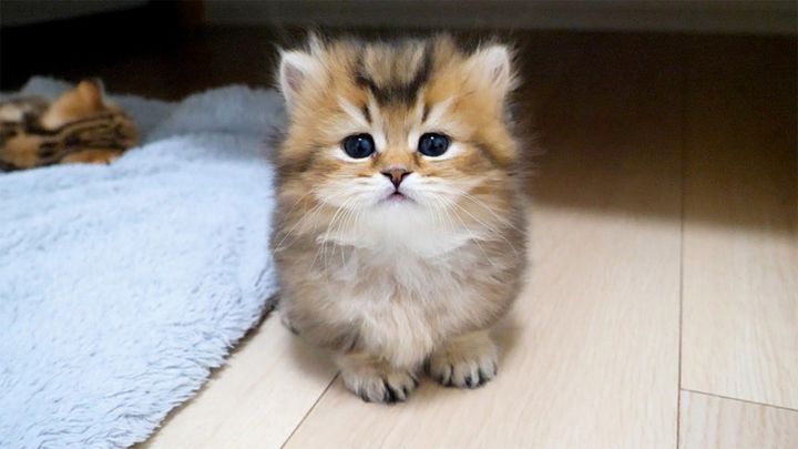 部屋の中を探索する子猫