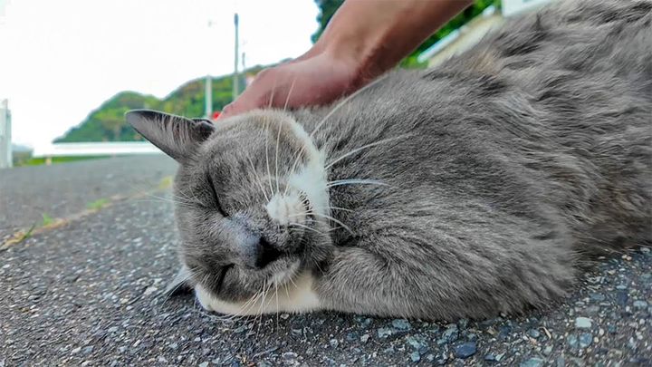 鳩のようにクルクルと鳴く猫