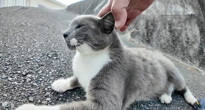 撫でられる猫