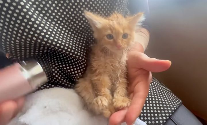 乾かしてもらう子猫