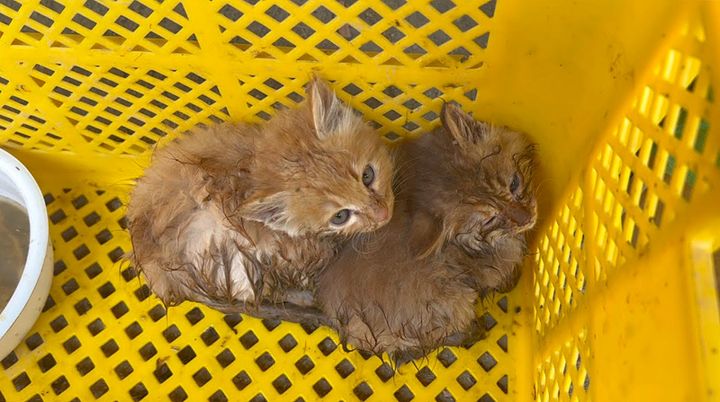 川で保護された子猫達