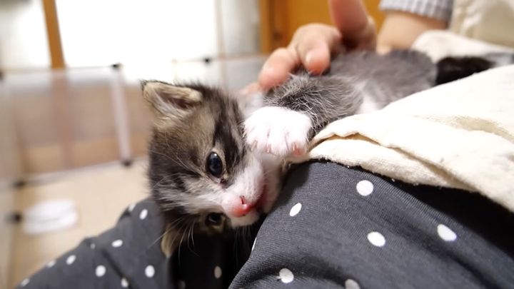 膝の上でウトウトする子猫