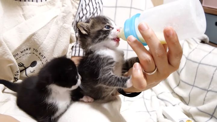 ミルクをおかわりする子猫