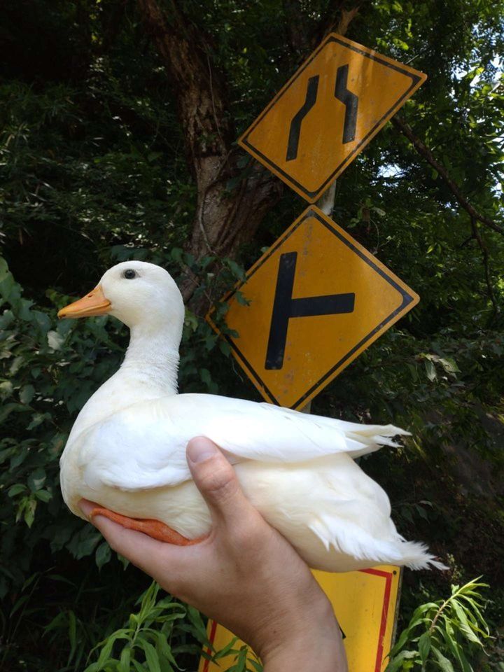 画像は＠64pan_4rasuさんの投稿より、再掲