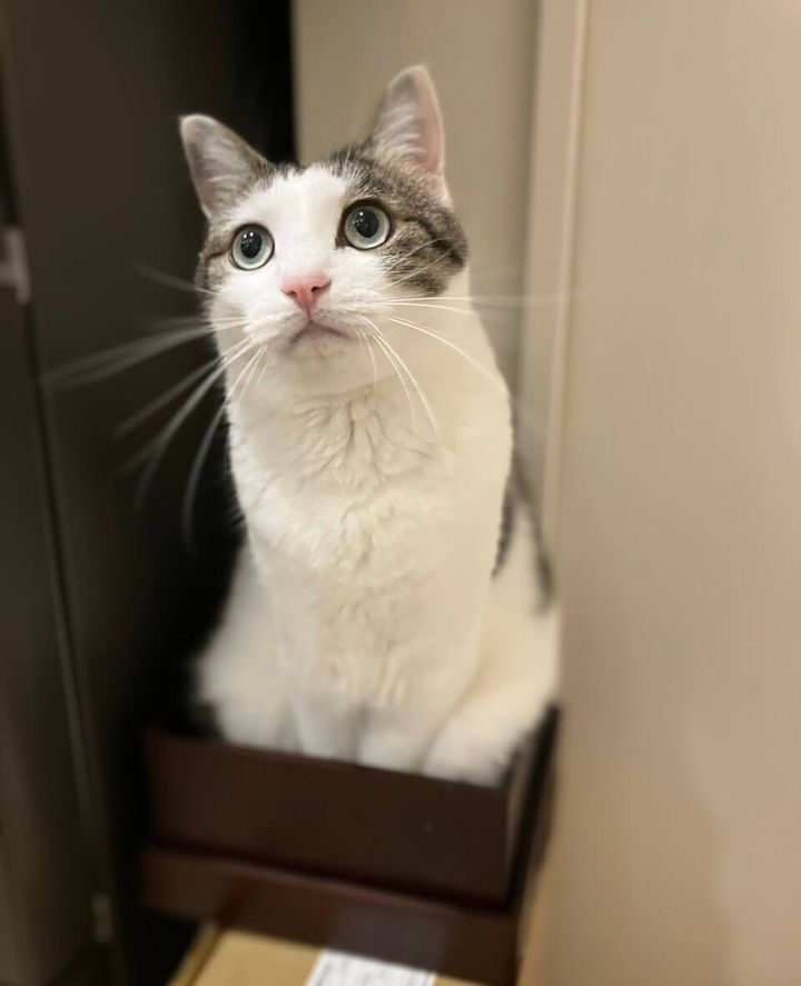 キジ白猫の猫のリボンちゃん