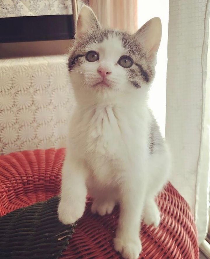 キジ白猫リボンちゃんの子猫時代