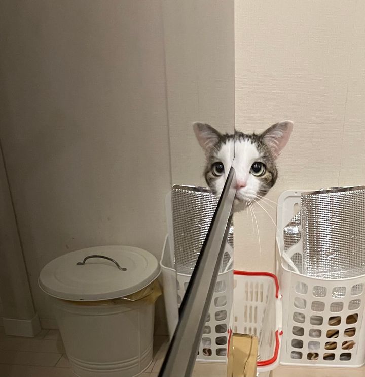 こっそり覗いた顔が反射して面白顔になってしまった猫ちゃん