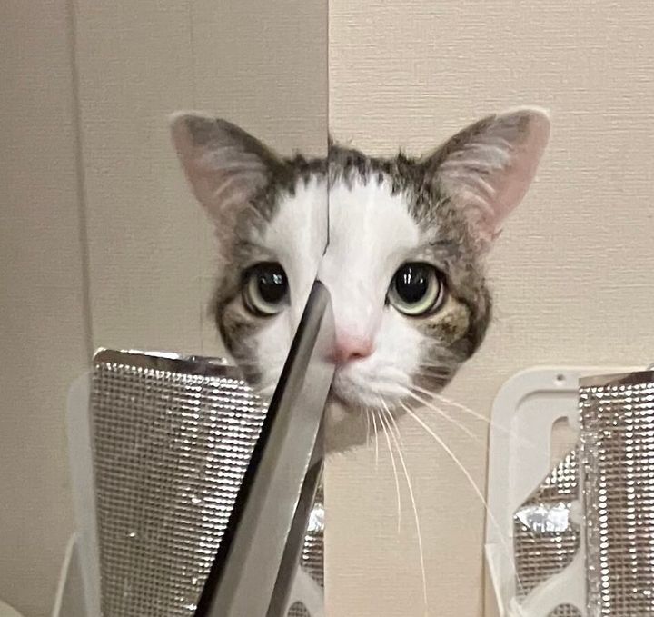 志村けんの鏡コントみたいな猫ちゃん