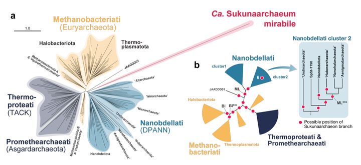 生命と非生命の「あいだ」にいる奇妙な微生物