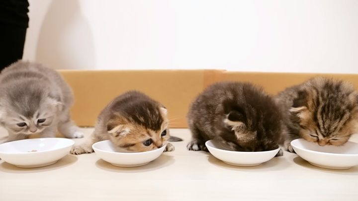 離乳食に挑戦する子猫達