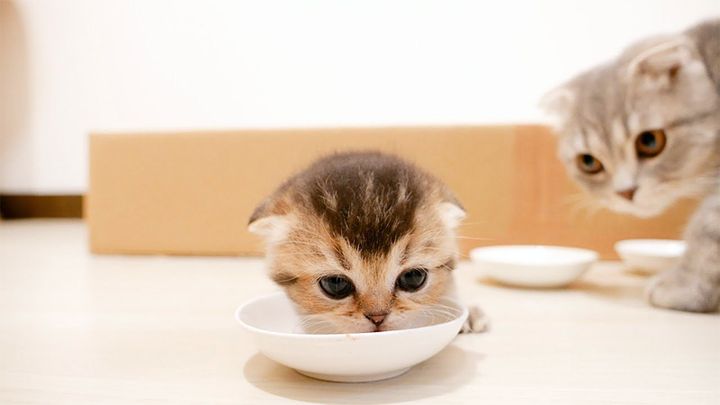 離乳食に挑戦する子猫