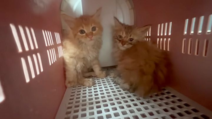 川で保護された子猫達