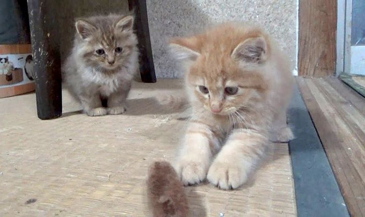 オモチャで遊ぶ子猫達