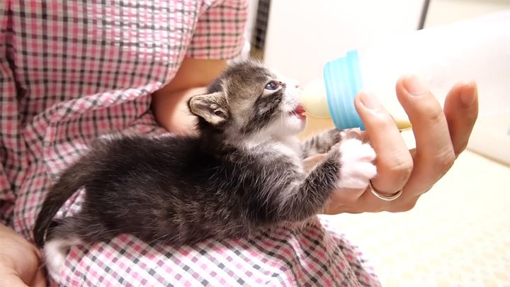 ミルクを飲んだばかりの子猫が、羨ましそうにミルクを飲む姉妹を