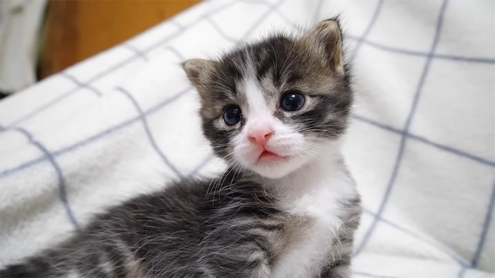チコちゃん QRコードは囲碁が起源？縦横の二次元を使ったその仕組み